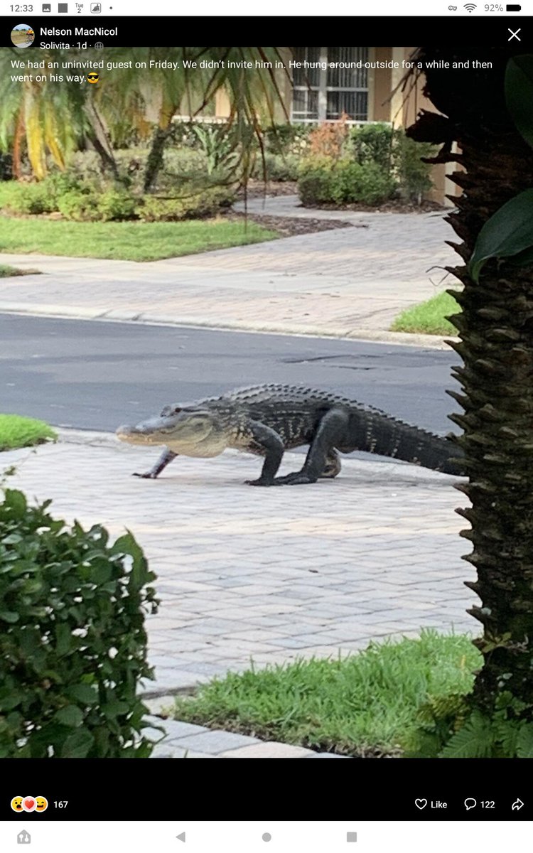 @Petemoss42 Here he is coming to the driveway 🐊🐊🐊