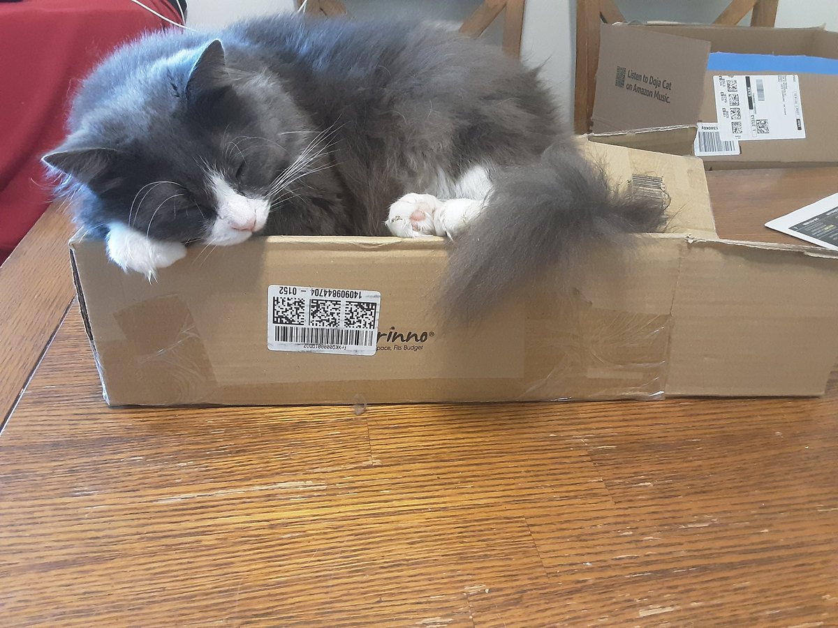 Marvin reminds us he can sleep where ever. #housecats #cats #catslife #houseofbast  #catsworld #housecat #catphotography #Bast #catworld #catsoftwitter   #sleepycat #snoozycat