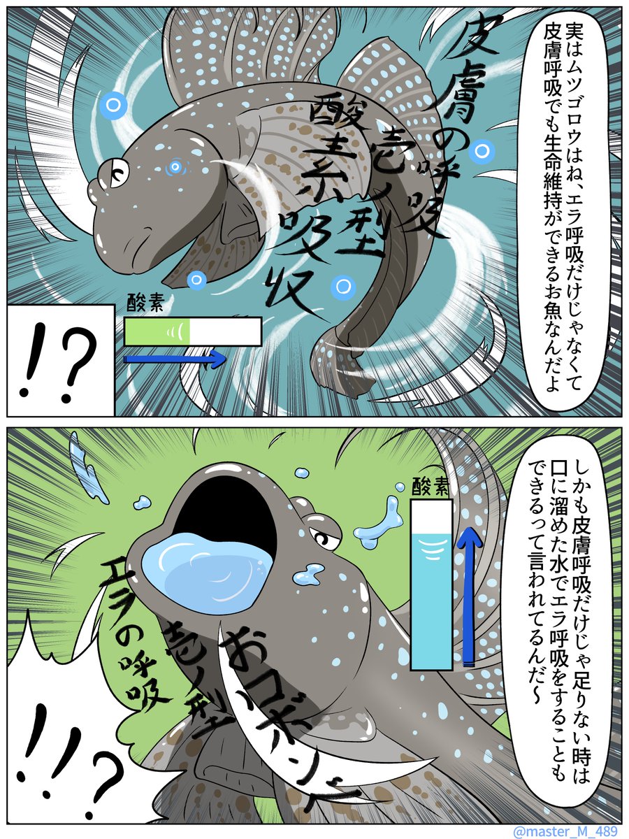 ホシノおじさんのお魚教室 その7(2/3) 「干潟のアイドル、ムツゴロウのお話」 ※下におまけがあります