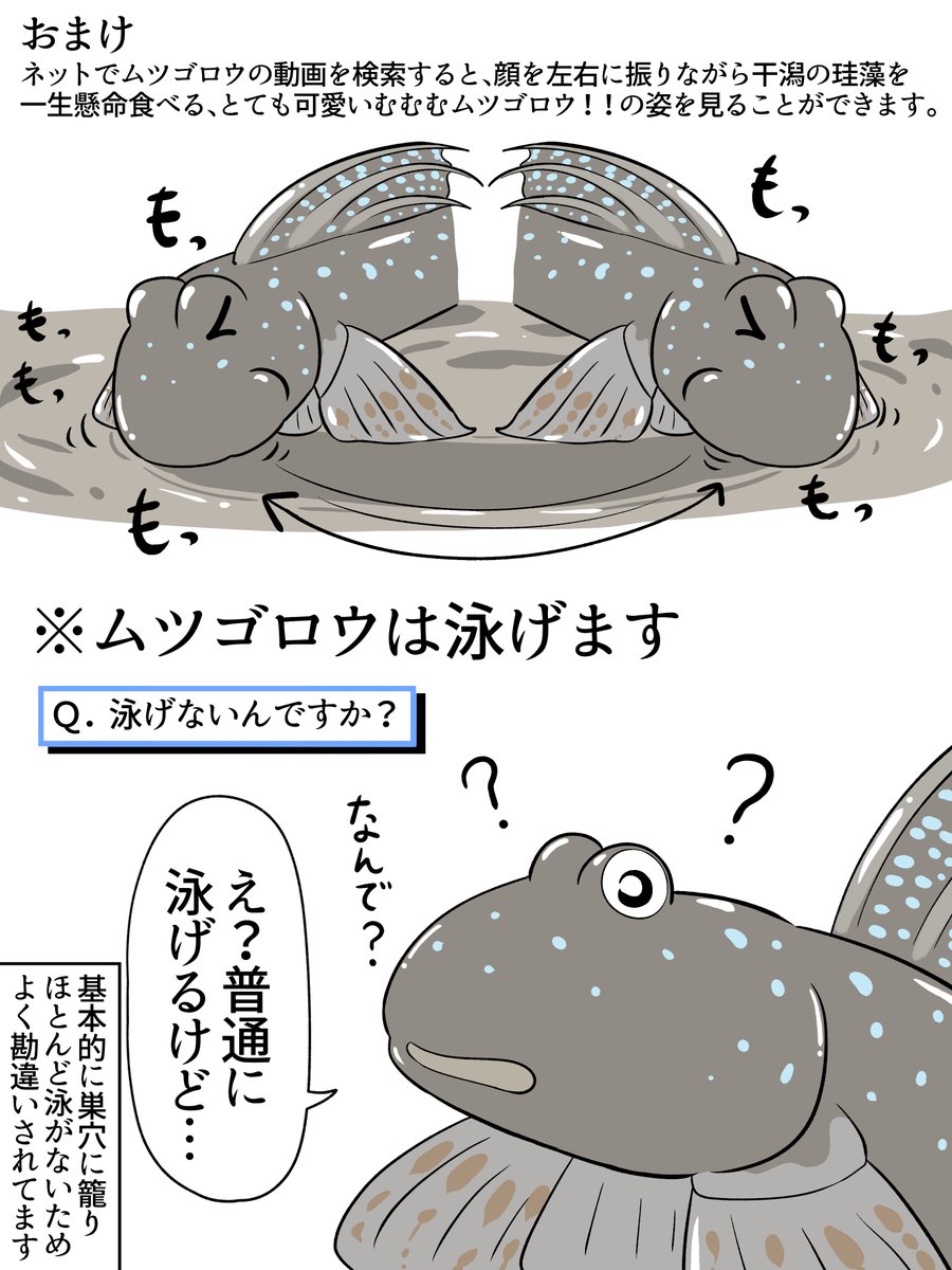 ホシノおじさんのお魚教室 その7(3/3) 「干潟のアイドル、ムツゴロウのお話」 おまけ