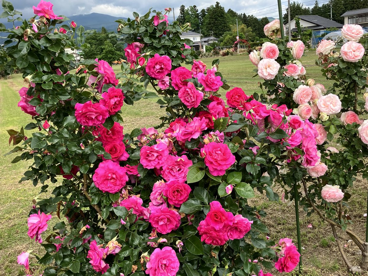 #福島市 郊外上野寺地区
で梨農家さんが丹精込めて育てた #ばら が見事に
咲いています。