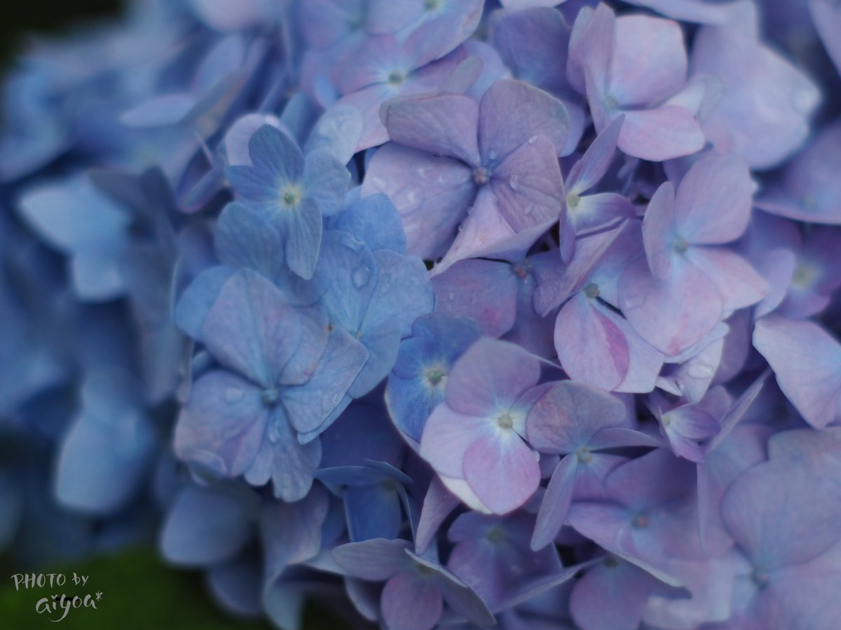 aiu_f4ac92's tweet photo. 今はこんなお色味- ̀͏̗💙💜 ̖́-
雨粒もいい感じ。
#TLを花でいっぱいにしよう
#あじさい #hydrogea https://t.co/G431no1eSk