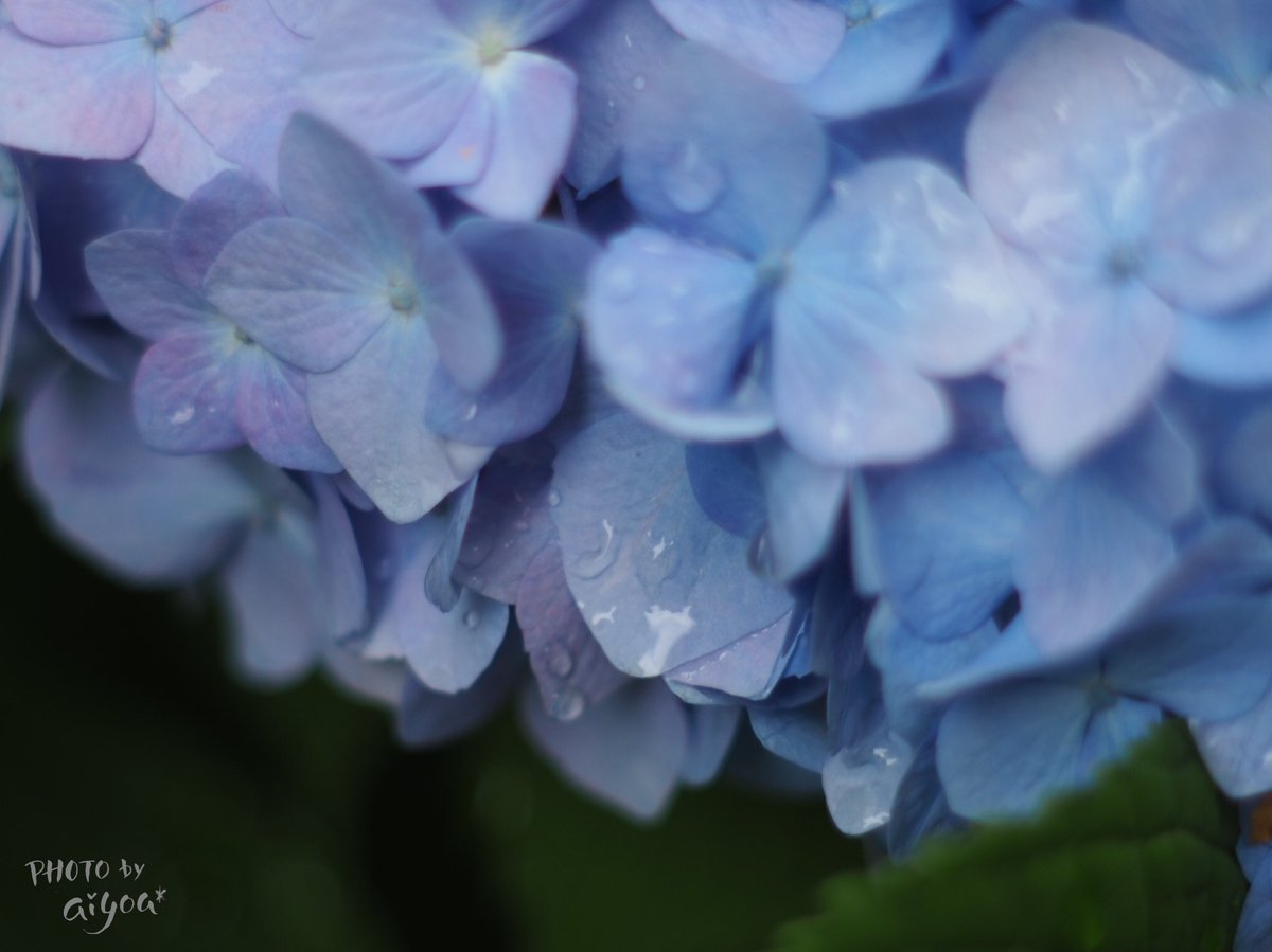 aiu_f4ac92's tweet photo. 蒼がひろがる世界
#紫陽花 #hydrogea
#キリトリセカイ
海月も癒されるけど
紫陽花の色の世界すてき https://t.co/DVQgmkGISx