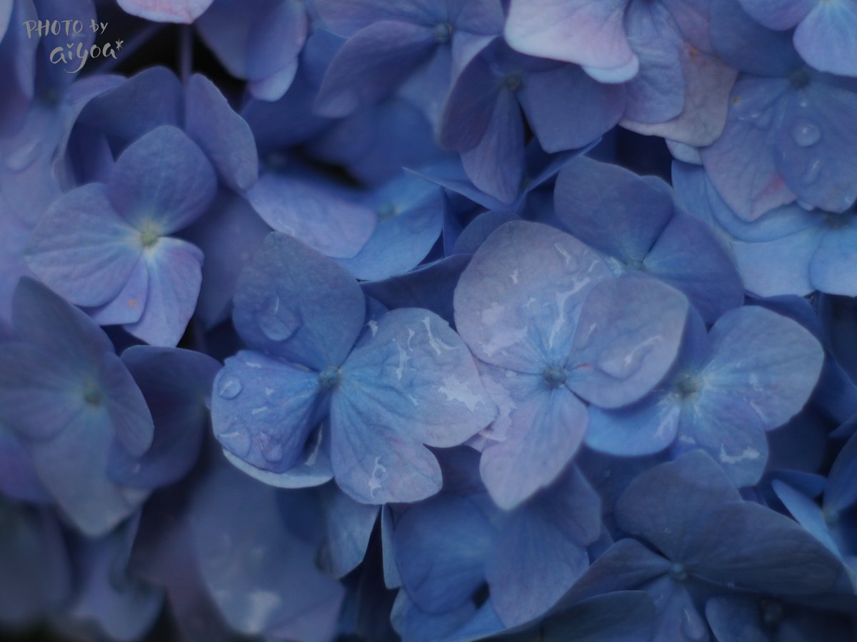 aiu_f4ac92's tweet photo. 蒼がひろがる世界
#紫陽花 #hydrogea
#キリトリセカイ
海月も癒されるけど
紫陽花の色の世界すてき https://t.co/DVQgmkGISx