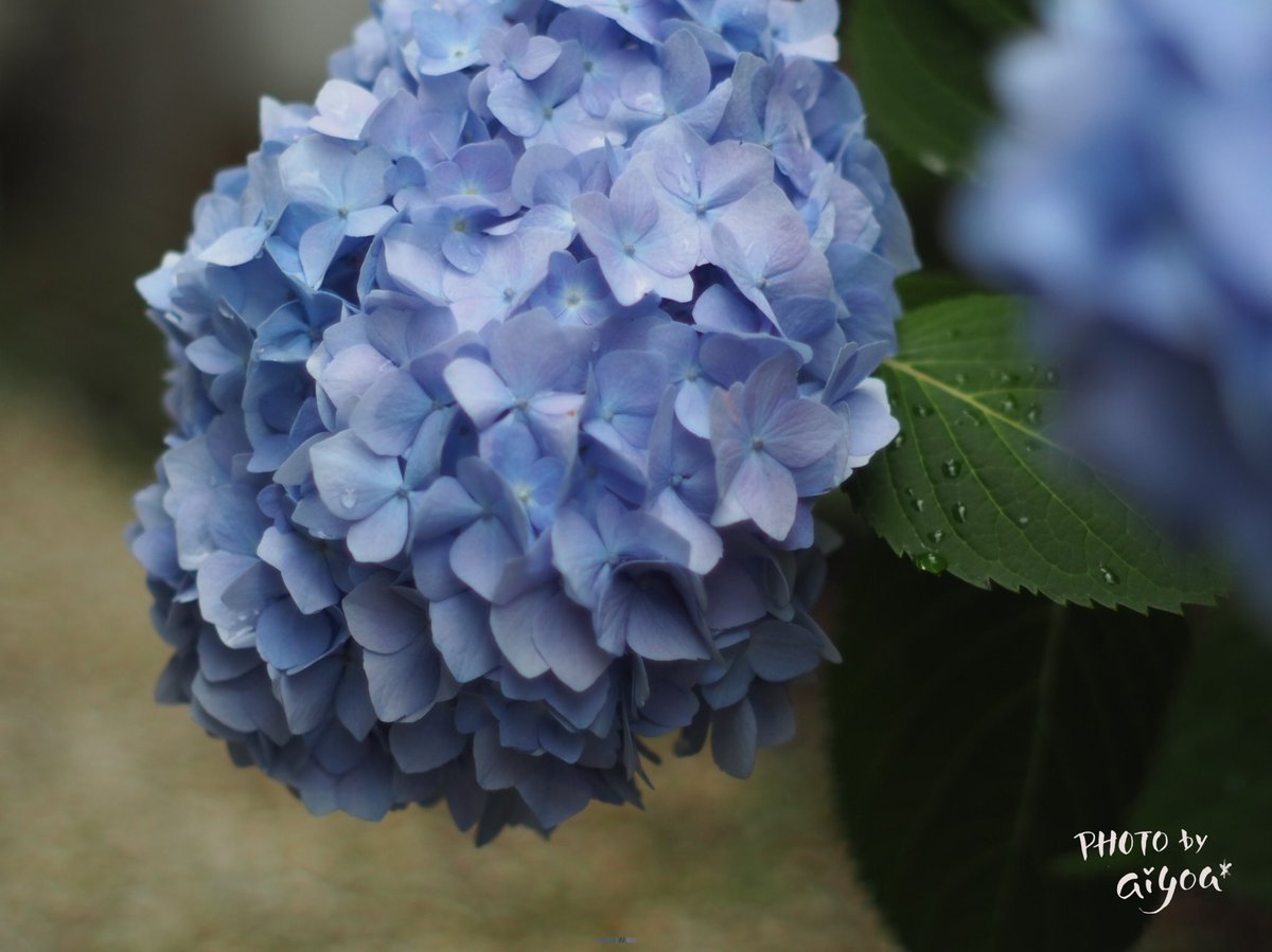 aiu_f4ac92's tweet photo. 蒼がひろがる世界
#紫陽花 #hydrogea
#キリトリセカイ
海月も癒されるけど
紫陽花の色の世界すてき https://t.co/DVQgmkGISx
