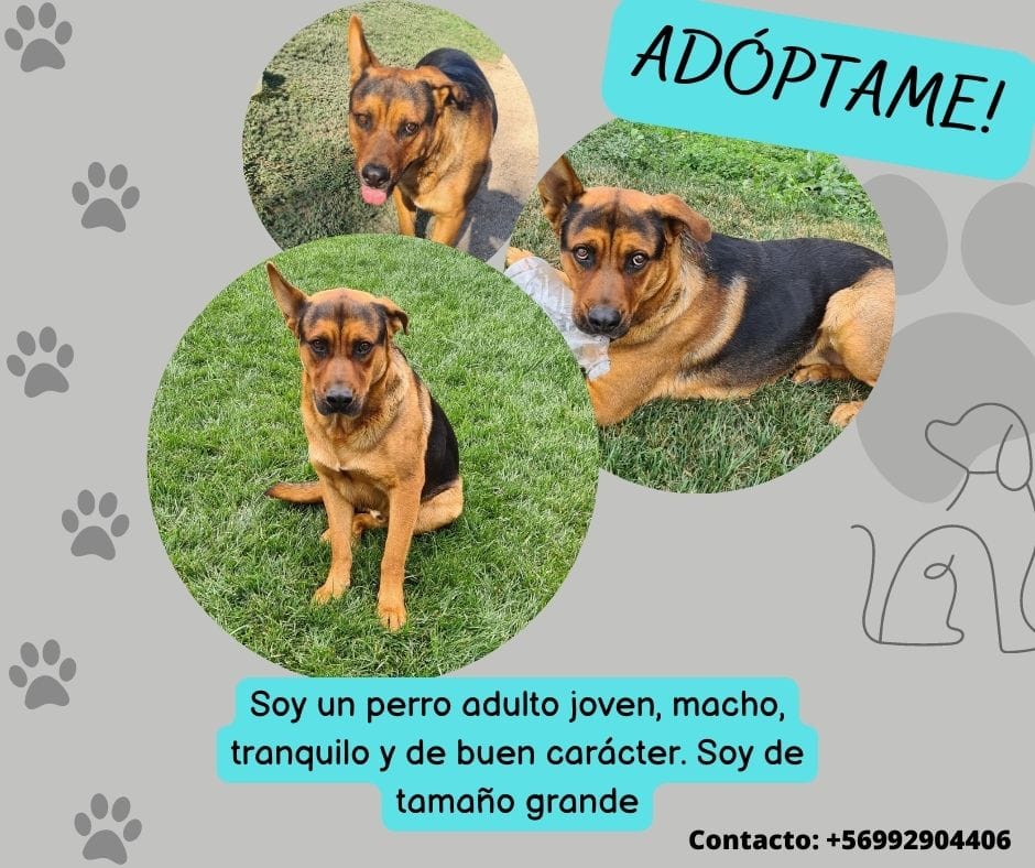 Ayudemos difundiendo a este hermoso amiguito que se encuentra solo en el río mapocho RT!!

#AdoptaNoCompres