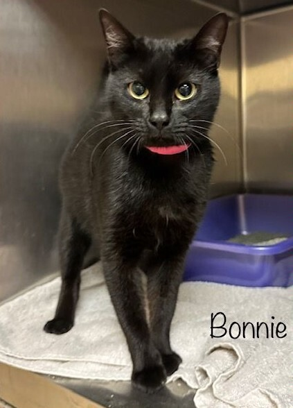 Gorgeous long-legged black girl kitty 'Bonnie' ID 644792 at the #CobbCounty shelter in #MariettaGA is a sweet young thing yearning for a home! Please don't make her wait! (Adoption info below)! Adopt! Pledge for rescue! URGENT! 🙏 ift.tt/5L9kZBJ