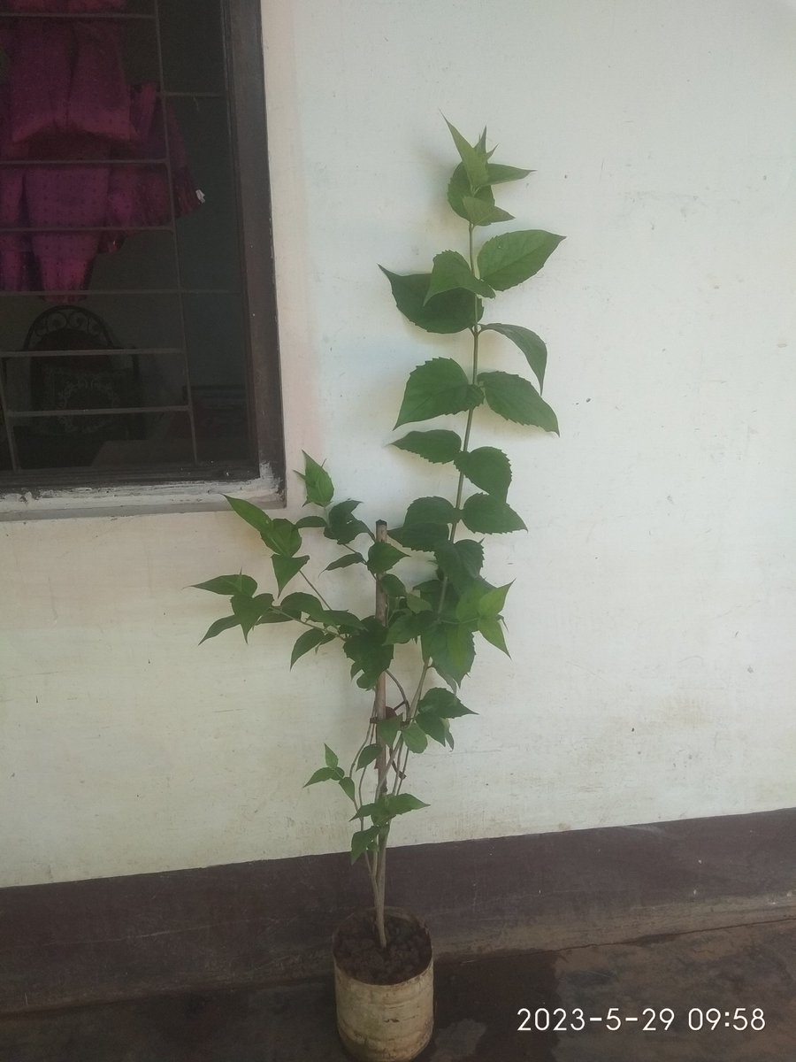 Deepikabora9's tweet photo. সাৰদী কোমল শেৱালী সুৱাস
পাবলৈ আকুলতাৰে অপেক্ষা মাথোঁ।
জোনাকৰ পম খেদি খেদি!!!!
৩০/০৫/২০২৩
গুৱাহাটী নাৰেঙ্গী। https://t.co/1HyU99eJMr