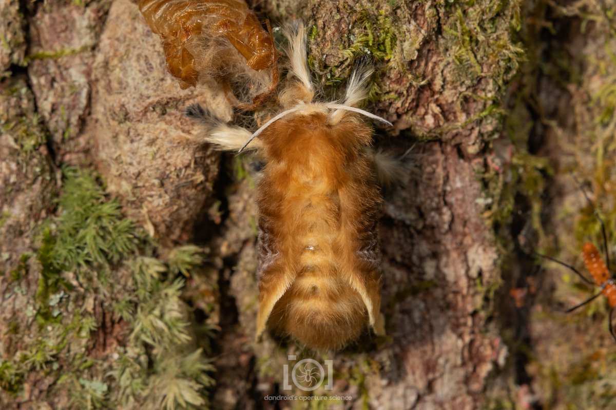 Dandroid's Aperture Science 💛🤍💜🖤🕷️🐜 on Twitter "You *can* handle the