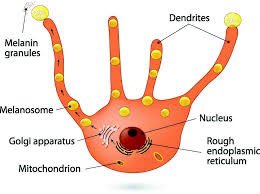 El logo del congreso es un guiño a la araña Mamá (Maman) de Bourgeois, que protege al Guggenheim, y cuya forma nos recuerda a los melanocitos, las células pigmentarias que están en la base de la epidermis, lindando con la dermis, y que son las verdaderas fábricas de melanina.