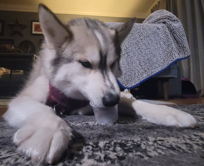 Look @ #Kevin enjoying a @DogstersIce! ##DogstersPuparazzi https://t.co/u3CxLBKDaE<a href="/tag/kevin"class="tags">#Kevin</a><a class="tags" target="_blank" title="On Twitter" href="/?out=eyJ0eXAiOiJKV1QiLCJhbGciOiJIUzUxMiJ9.eyJpYXQiOjE3MjIxMjAxMDYsImlzcyI6InR3cG9ybnN0YXJzLmNvbSIsIm5iZiI6MTcyMjEyMDEwNiwiZXhwIjoxNzUzNjU2MTA2LCJyZWRpcmVjdF91cmwiOiJodHRwczovL3R3aXR0ZXIuY29tL0RvZ3N0ZXJzSWNlIn0.s7xJBRLOAbOp_NUUWX3oYBS5rCdnXzJpFifPoSntr2R_voKKTuWBs4nU9DluGzP55siosXduwEKKWa9PT3d7cQ">@DogstersIce</a><a href="/tag/dogsterspuparazzi"class="tags">#DogstersPuparazzi</a>