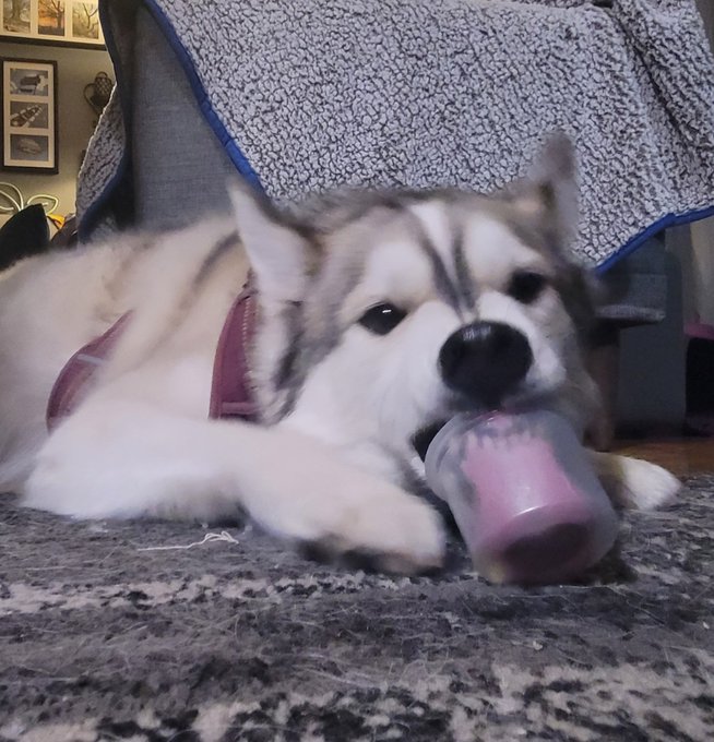 Look @ #Kevin enjoying a @DogstersIce! ##DogstersPuparazzi https://t.co/u3CxLBKDaE<a href="/tag/kevin"class="tags">#Kevin</a><a class="tags" target="_blank" title="On Twitter" href="/?out=eyJ0eXAiOiJKV1QiLCJhbGciOiJIUzUxMiJ9.eyJpYXQiOjE3MjIxMjAxMDQsImlzcyI6InR3cG9ybnN0YXJzLmNvbSIsIm5iZiI6MTcyMjEyMDEwNCwiZXhwIjoxNzUzNjU2MTA0LCJyZWRpcmVjdF91cmwiOiJodHRwczovL3R3aXR0ZXIuY29tL0RvZ3N0ZXJzSWNlIn0.8DoyJ0UIWCSj0CRTpHLORTQjPy1F2LmiB5Llfgbf83g5qePHqYZi6ImD1i-pZluMPuViFagjkC3Gryjj7TR7TQ">@DogstersIce</a><a href="/tag/dogsterspuparazzi"class="tags">#DogstersPuparazzi</a>