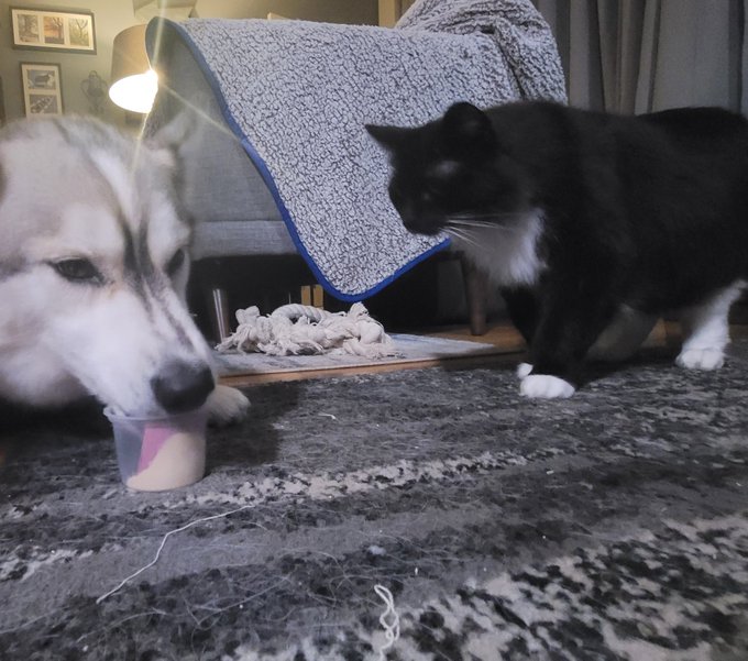 Look @ #Kevin enjoying a @DogstersIce! ##DogstersPuparazzi https://t.co/u3CxLBKDaE<a href="/tag/kevin"class="tags">#Kevin</a><a class="tags" target="_blank" title="On Twitter" href="/?out=eyJ0eXAiOiJKV1QiLCJhbGciOiJIUzUxMiJ9.eyJpYXQiOjE3MjIxMjAxMDYsImlzcyI6InR3cG9ybnN0YXJzLmNvbSIsIm5iZiI6MTcyMjEyMDEwNiwiZXhwIjoxNzUzNjU2MTA2LCJyZWRpcmVjdF91cmwiOiJodHRwczovL3R3aXR0ZXIuY29tL0RvZ3N0ZXJzSWNlIn0.s7xJBRLOAbOp_NUUWX3oYBS5rCdnXzJpFifPoSntr2R_voKKTuWBs4nU9DluGzP55siosXduwEKKWa9PT3d7cQ">@DogstersIce</a><a href="/tag/dogsterspuparazzi"class="tags">#DogstersPuparazzi</a>