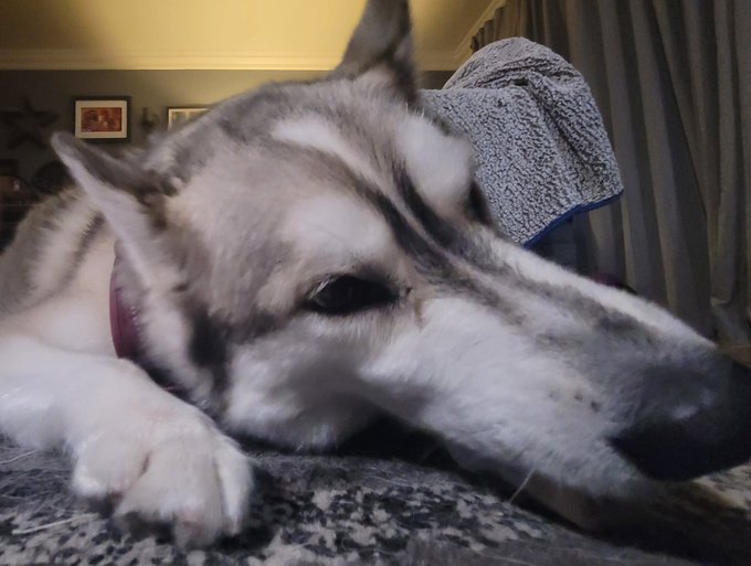 Look @ #Kevin enjoying a @DogstersIce! ##DogstersPuparazzi https://t.co/u3CxLBKDaE<a href="/tag/kevin"class="tags">#Kevin</a><a class="tags" target="_blank" title="On Twitter" href="/?out=eyJ0eXAiOiJKV1QiLCJhbGciOiJIUzUxMiJ9.eyJpYXQiOjE3MjIxMjAxMDYsImlzcyI6InR3cG9ybnN0YXJzLmNvbSIsIm5iZiI6MTcyMjEyMDEwNiwiZXhwIjoxNzUzNjU2MTA2LCJyZWRpcmVjdF91cmwiOiJodHRwczovL3R3aXR0ZXIuY29tL0RvZ3N0ZXJzSWNlIn0.s7xJBRLOAbOp_NUUWX3oYBS5rCdnXzJpFifPoSntr2R_voKKTuWBs4nU9DluGzP55siosXduwEKKWa9PT3d7cQ">@DogstersIce</a><a href="/tag/dogsterspuparazzi"class="tags">#DogstersPuparazzi</a>
