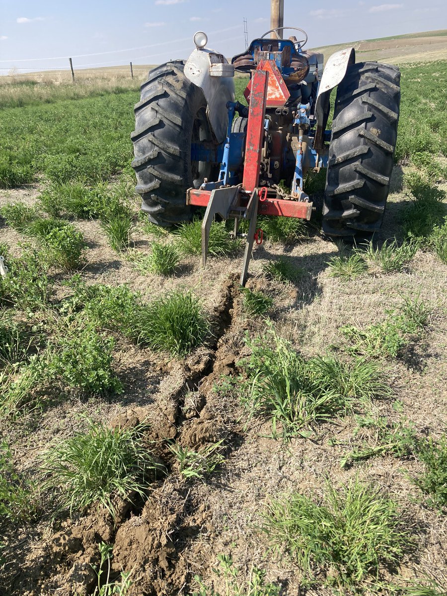 Sask_F7's tweet photo. We’re bucking the trend!
There are shelter belt tree rows being ripped out all over this area to gain field efficiency, but this field just got a brand new one. #caragana #snowcatch https://t.co/f0Z2sLMFgW