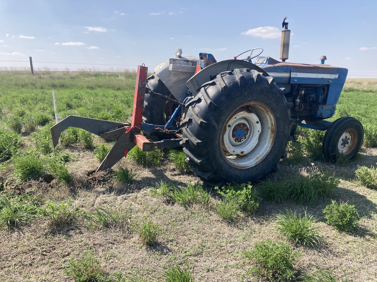 Sask_F7's tweet photo. We’re bucking the trend!
There are shelter belt tree rows being ripped out all over this area to gain field efficiency, but this field just got a brand new one. #caragana #snowcatch https://t.co/f0Z2sLMFgW