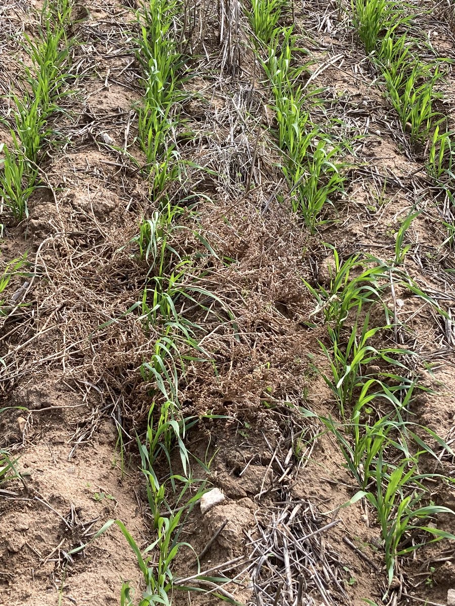 Roger Lienert tweet media