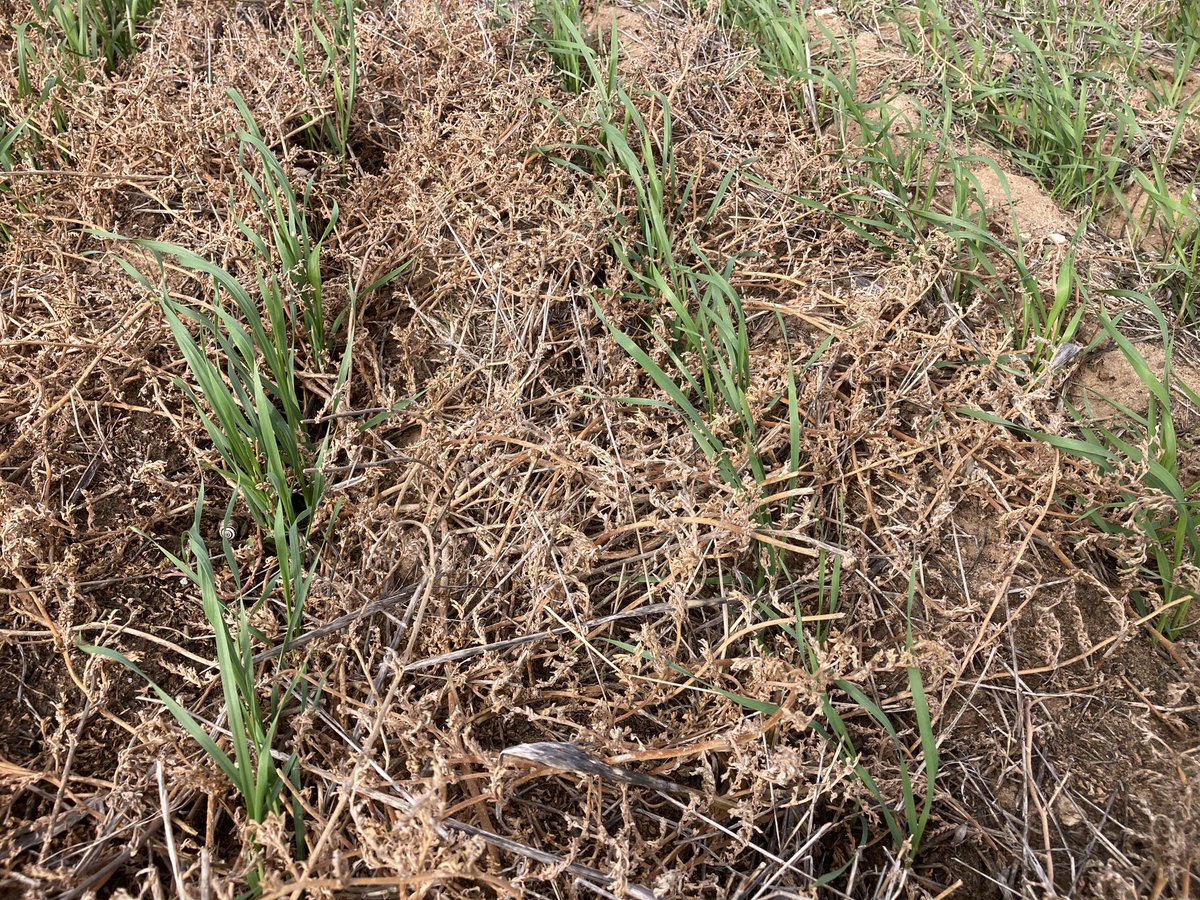 Roger Lienert tweet media