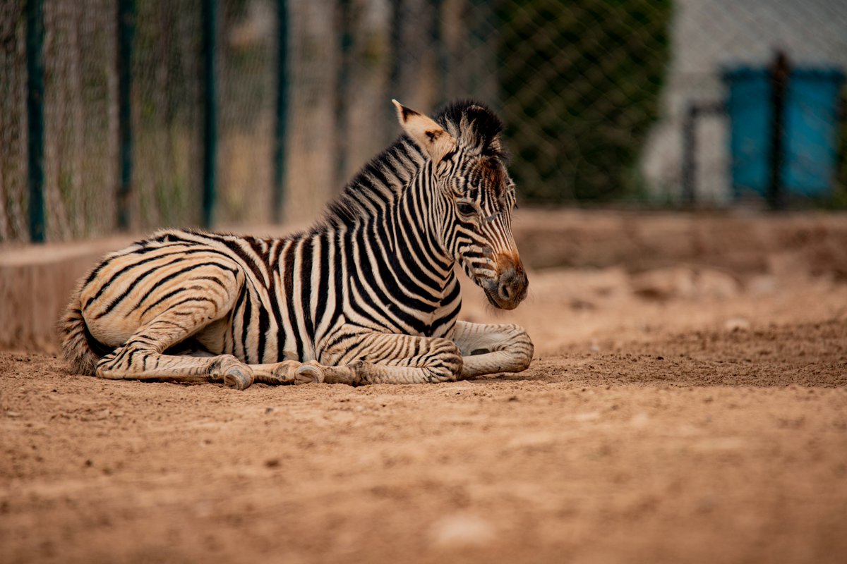 ZooPeshawar's tweet photo. Peshawar Zoo visitors might be lucky to spot a new addition to the facility. We're thrilled to announce that our two Zebras gave birth to the healthy foals! Mom and baby are bonding well and settling in together. The new babies are important contribution to the zoo's https://t.co/GZO4iKxnZl