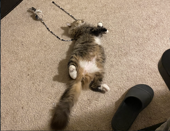 GeneticSaber's tweet photo. when you walk into a room. Kill the biggest guy in there to show them who is boss. #IAmTheAlpha #GatoDown https://t.co/Ehftq8zH4A