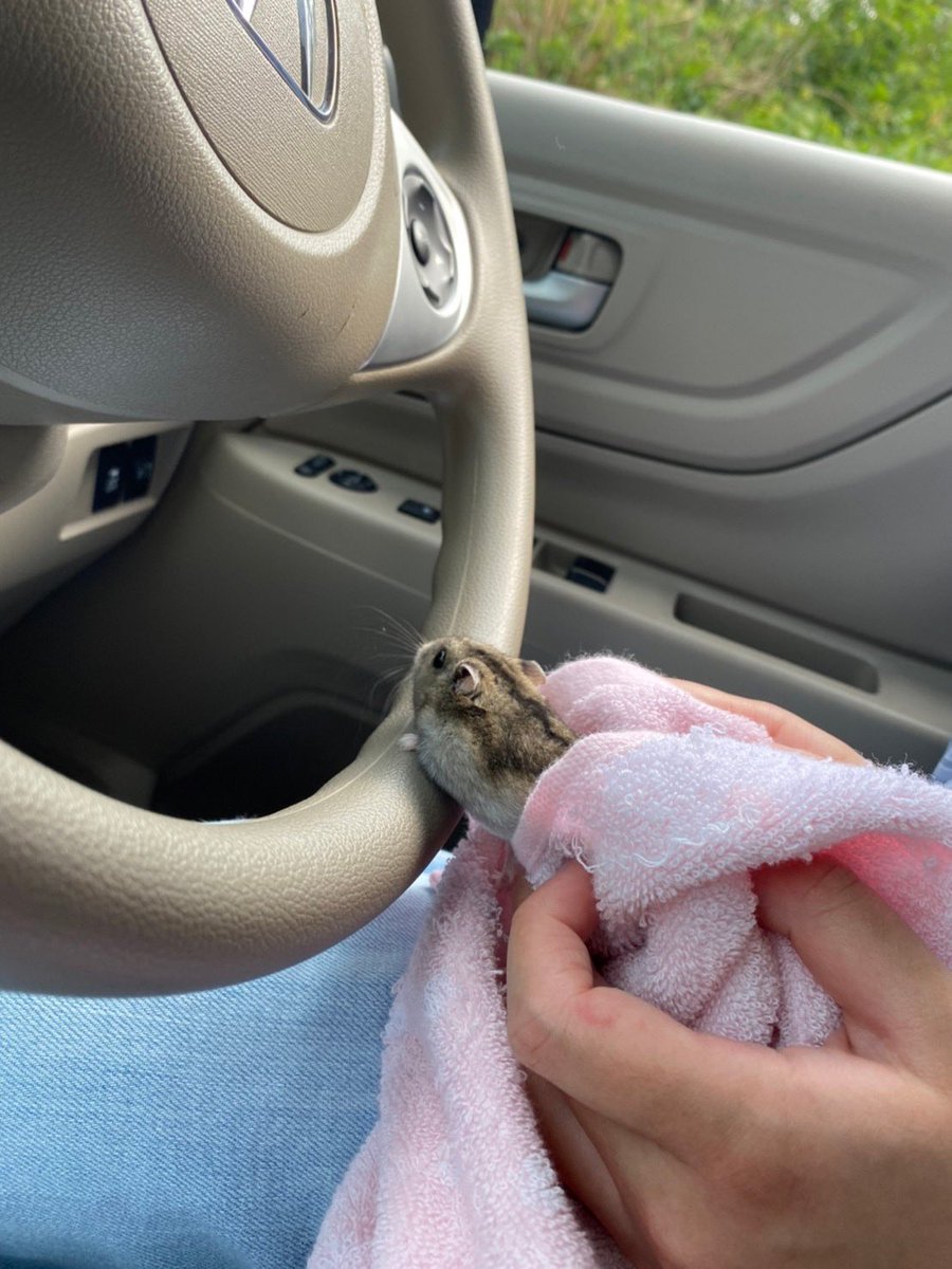 53_85__'s tweet photo. ぶーーーーんっ🚗💨
ハム＜お客様今日はどちらまで行かれますか？🐹 https://t.co/hZB34jkoKM