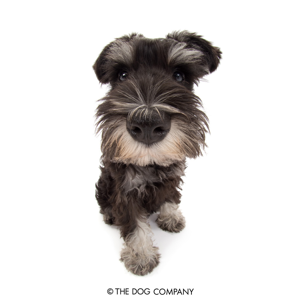 Miniature Schnauzers shed very little, but require regular grooming to ensure things don't get tangled up!

#miniatureschnauzer #schnauzer #minischnauzer #dog #dogstagram #dogsofinstagram #puppy #pet #instadog #doglover #thedog #thedogandfriends
