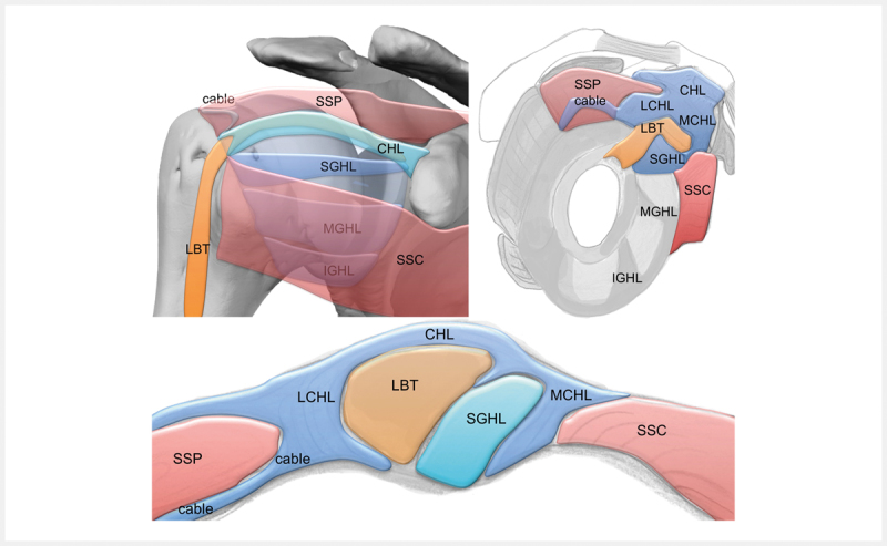 samrad77's tweet photo. Rotator interval: Schematic, anatomical, arthroscopic and ultrasound correlation! 

Reference: 
Ultrasound Int Open. 2017 Jun; 3(3): E107–E116.
doi: 10.1055/s-0043-110473

Full text pdf: 
https://t.co/ozUZwqF0Ej https://t.co/IdZMjRPppS