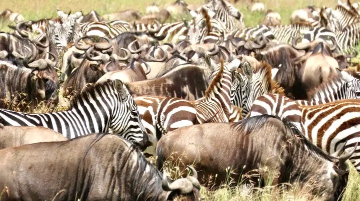 Serengeti Wildebeest Migration Group Safari (20 - 27 May ‘23)
Ballon Safari and game drives in the Serengeti!