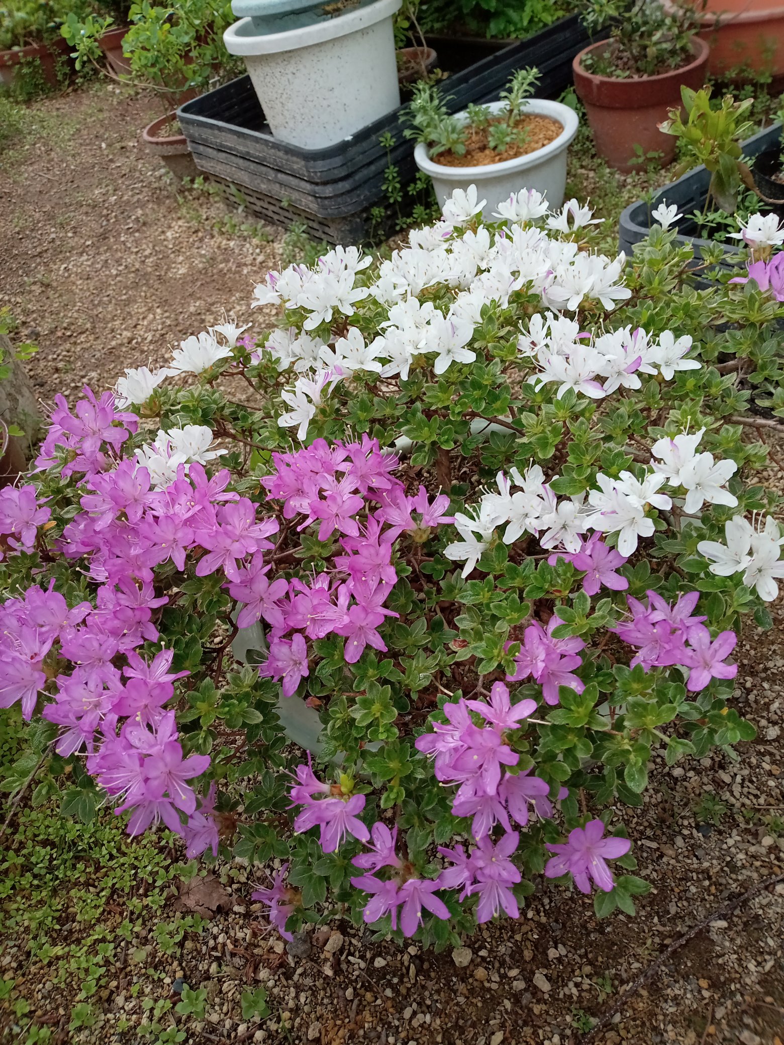 山野草　超希少純白花　エゾツツジ　A 山野草 超希少純白花 エゾツツジ D 山野草 希少 エゾツツジ A 山野草 超