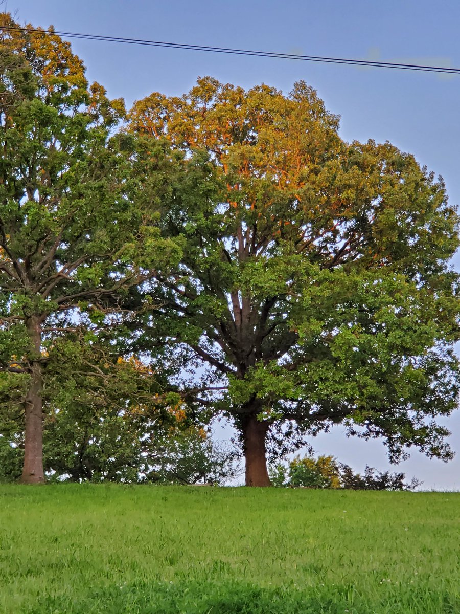 Northern Red Oak, Missouri, Ozarks.