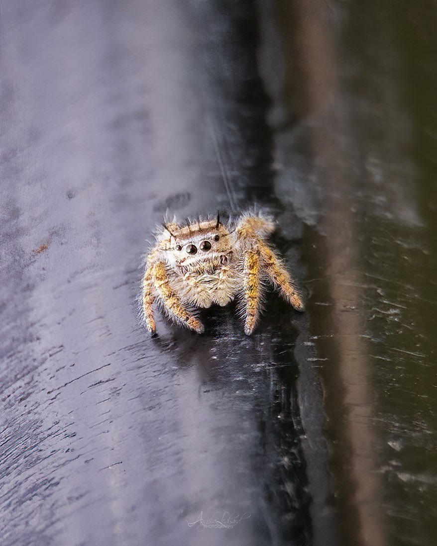 As I was “focused” on taking pics of a bird, I felt like I was being watched. I looked down and just as I suspected, all eyes on me. 👀👀 #MacroMonday #macrophotography #jumpyspider #spider #NaturePhotography #canonfavpic #shotoncanon