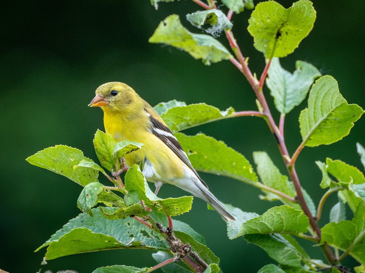 Check out this American Goldfinch.  There were four of them in the <a href="/mobotgarden/">MO Botanical Garden</a> <a href="/MissouriLife/">Missouri Life Magazine</a> #TwitterNatureCommunity
