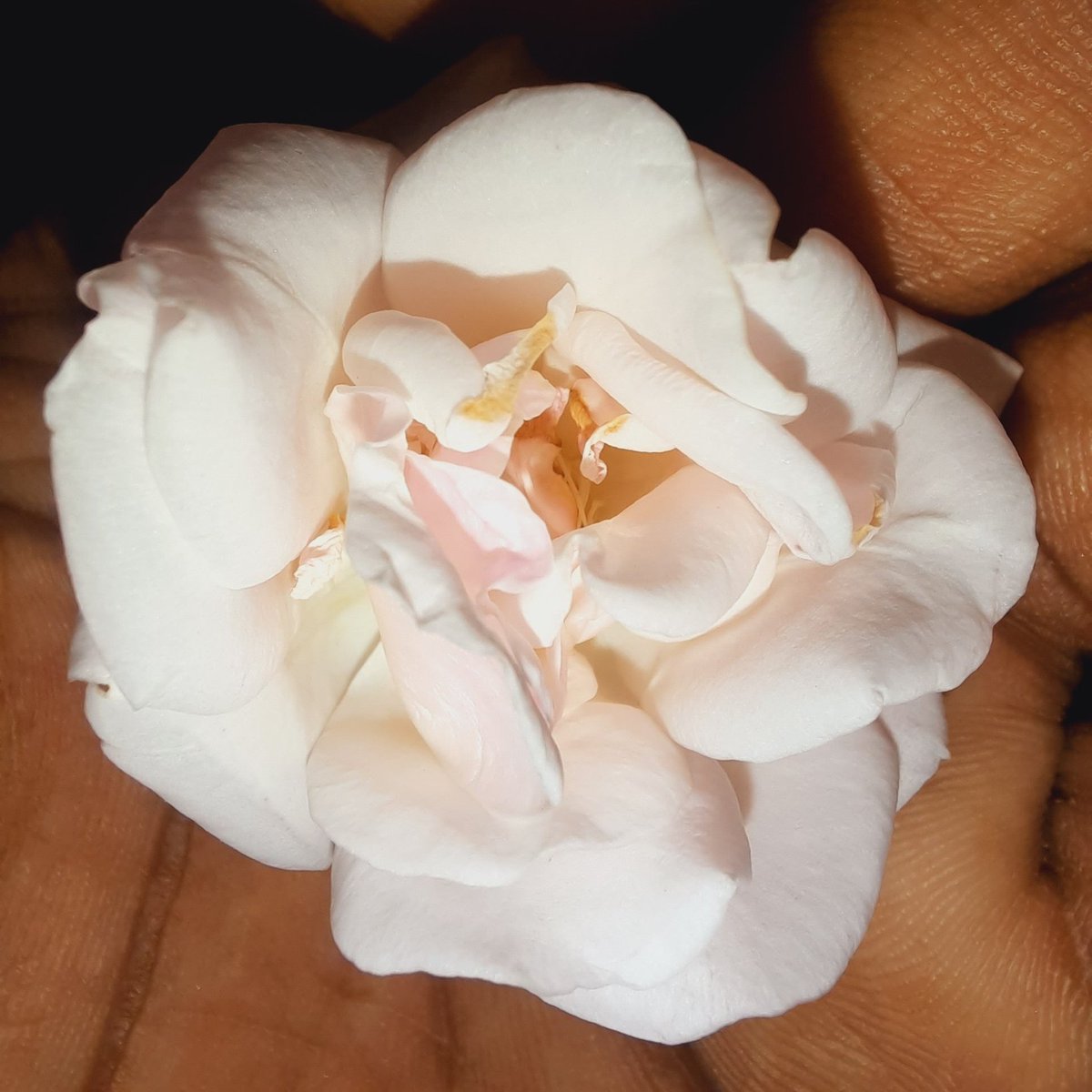 the_sumit_1573's tweet photo. #NewProfilePic https://t.co/EHfWYQ0IUI