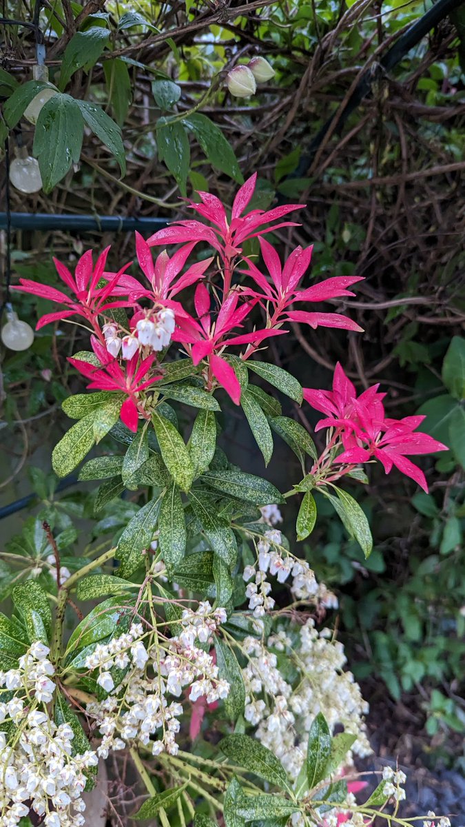 Colours of the garden
#flowersontuesday