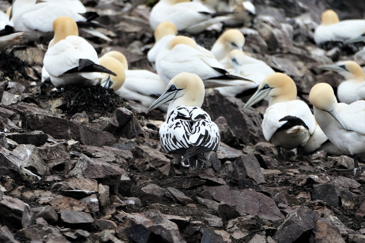 Maggie Sheddan tweet media