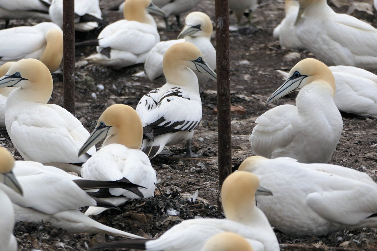 Maggie Sheddan tweet media