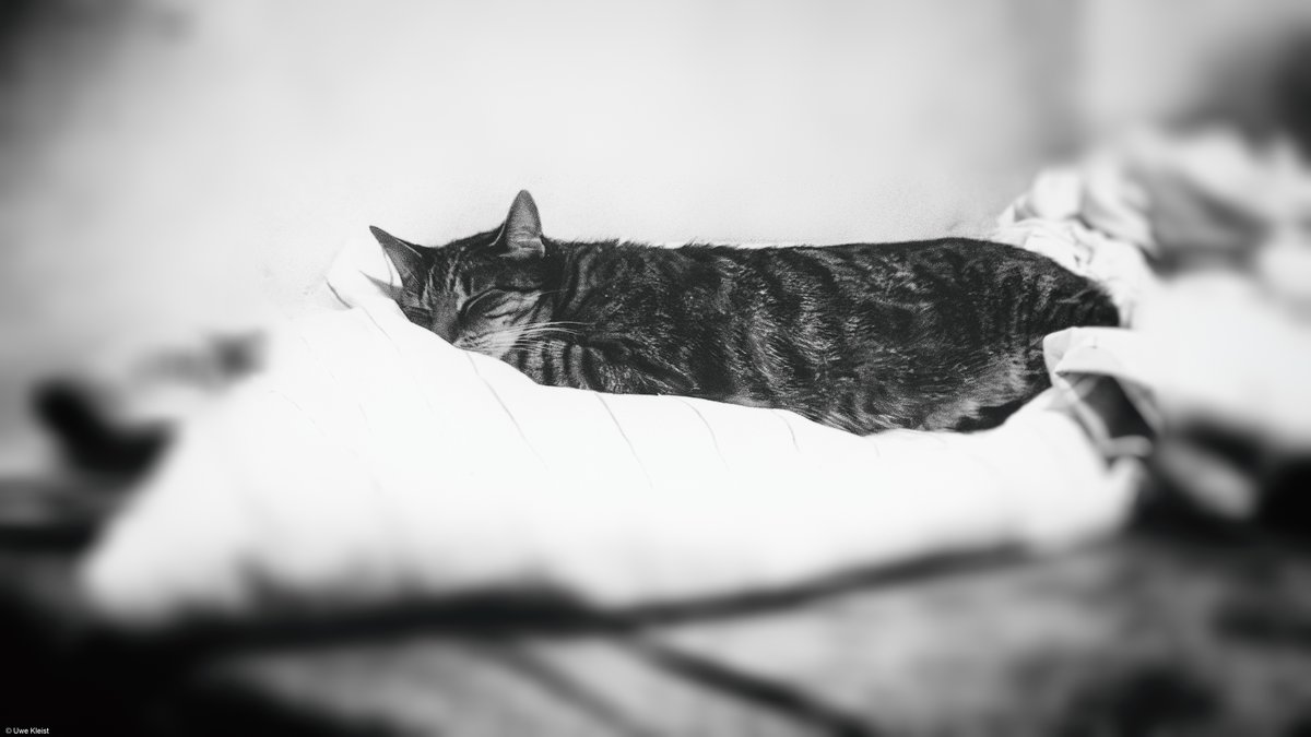 Guten Morgen, Jack! Penn ruhig weiter!
Ich habe jetzt Eisbeine, danke dafür!

#cats #CatsOfTwitter