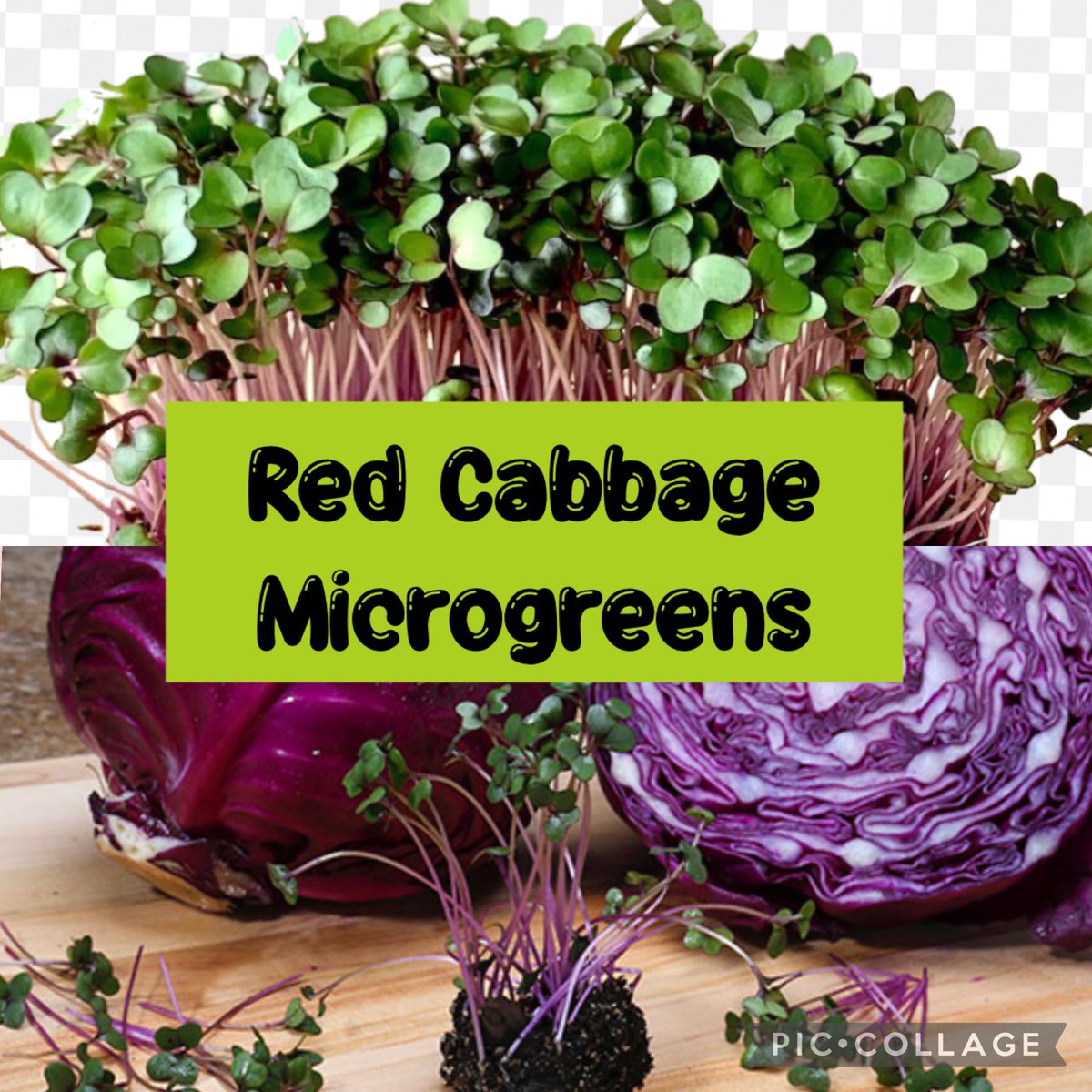 Cabbage microgreens' benefits include supporting blood clotting and building bones, preventing calcification or hardening of heart arteries, protecting the body from free radicals, and reducing the risk of chronic diseases.