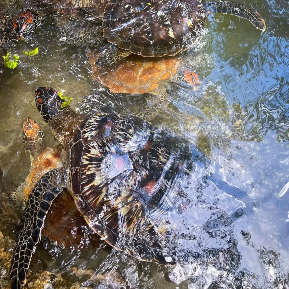 Bountifulsafari's tweet photo. 🅣🅤🅡🅣🅛🅔🅢 🅞🅝 🅐 🅣🅤🅔🅢🅓🅐🅨, 🅐🅝🅨🅞🅝🅔 ?
Have you booked your tickets with bountiful safaris to visit Zanzibar.
𝗕𝘂𝘆 𝘁𝗶𝗰𝗸𝗲𝘁𝘀 𝗮𝘀 𝗮 𝗴𝗿𝗼𝘂𝗽 𝗼𝗳 4 𝗽𝗲𝗼𝗽𝗹𝗲 𝗮𝗻𝗱 𝗴𝗲𝘁 𝗮 𝗵𝘂𝗴𝗲 𝗱𝗶𝘀𝗰𝗼𝘂𝗻𝘁.
#BountifulExperience #BountifulSafaris #Zanzibar https://t.co/vqAQJybJ6C