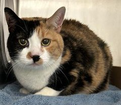 Calico granny 'Jasmine' in #NewYork waits to know love & the best of fates! This darling girl has little time to be saved so please heed this rhyme! & pledge in honor of Lollypop (a calico) another cat killed by the shelter so very low! VERY URGENT! 🙏 facebook.com/photo.php?fbid…