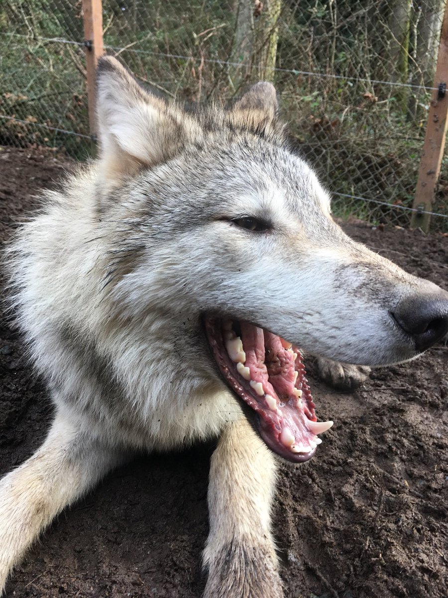 BWMexoticrescue's tweet photo. Honk if you love wolves! ๐บ
#Wolfpack #wolves #becausewematter #supportthehowl https://t.co/YZ0NQOTq47