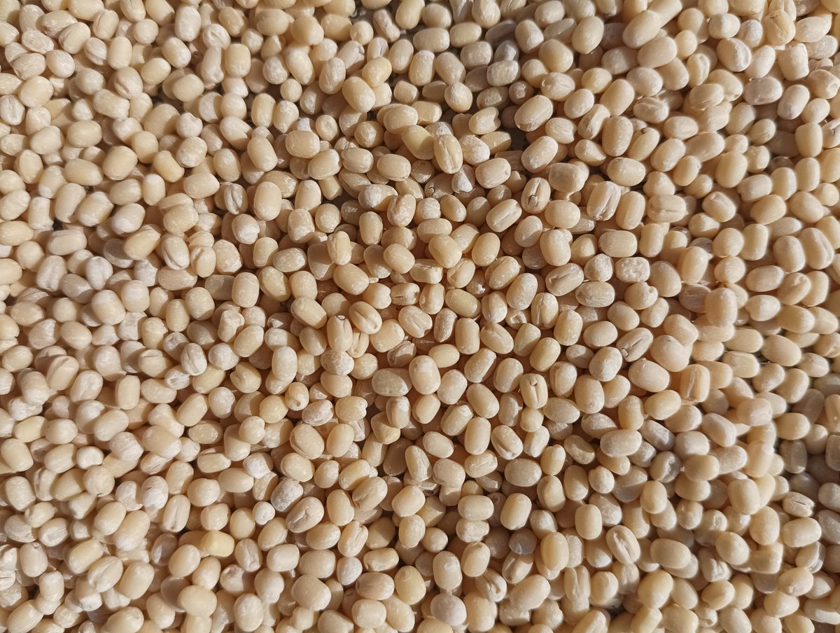 Urad | Black Gram Without Skin | Indian origin Urad Bean | Premium Quality Black Gram from Sorathiya International Pvt Ltd
Web – sorathiyainternational.com

#Urad #Blackgram #Pulses #beans #quality #agriproducts #globally #supply #grain #cereal #flour #vietnam #thailan #indone #bang