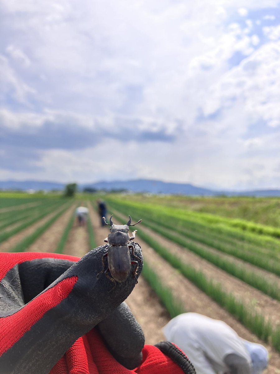 いつもどうもない
あぶねえど