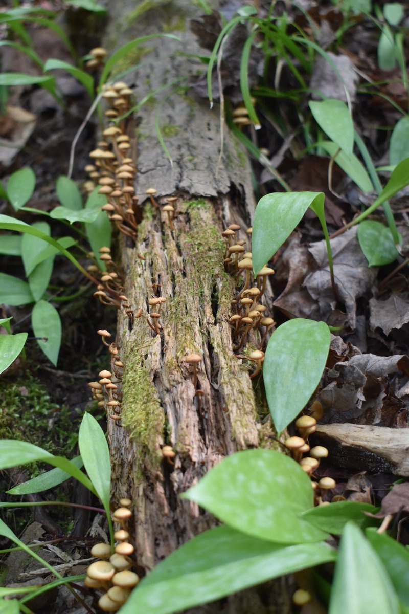 Literally happened overnight after some rain last week. 🤯

Fungi: just add water?

#fungi #mushrooms #mycology #mushroomtwitter #nature #naturephotography #hiking #forest #michigan #UpperPeninsula #spring