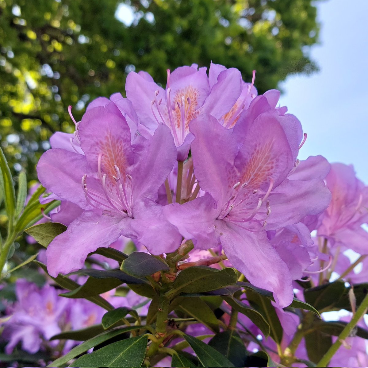 #GoodMorningEveryone #GoodMorningTwitterWorld Hope u all have a great day. 😘♥️😍

#TuesdayFeeling #TuesdayMotivaton #tuesdayvibe 
#FlowerPower #flower #flowerphotography #FLOWER #Flowers #naturalbeauty #NaturePhotography