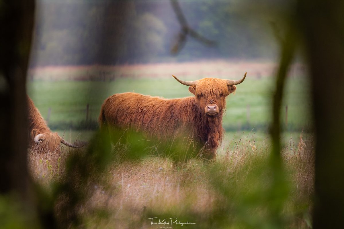 Happy #Coosday from #Stirling 😊

#Scotland #scotlandisnow #scotlandiscalling #outandaboutscotland #scottishbanner #highlandcow #highlandcoo #guardianofstirling