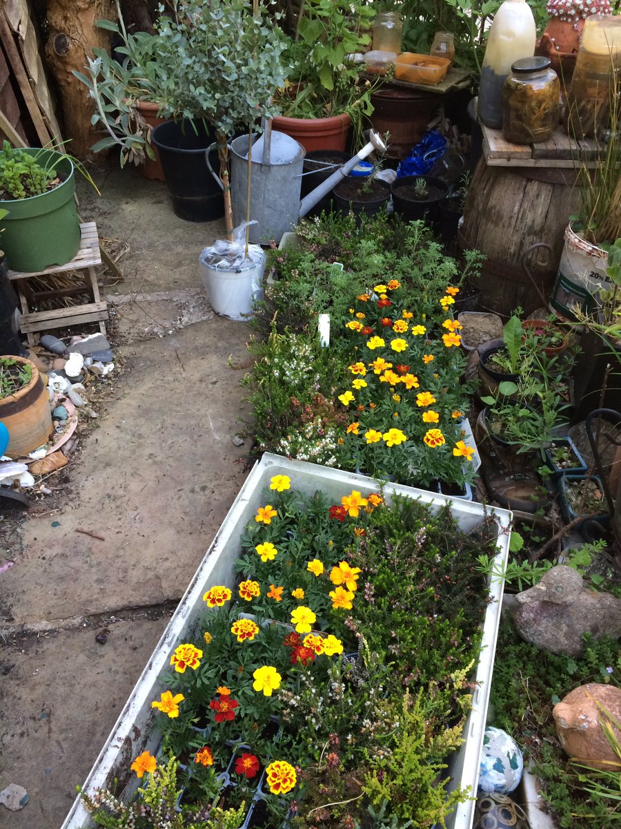 Some of the plants ready for our dye garden workshop in Dewsbury Town Centre on Friday with @woveninkirklees #growingcolourtogether @S2rWaheeda @YVANetwork @ace_national @ace_thenorth