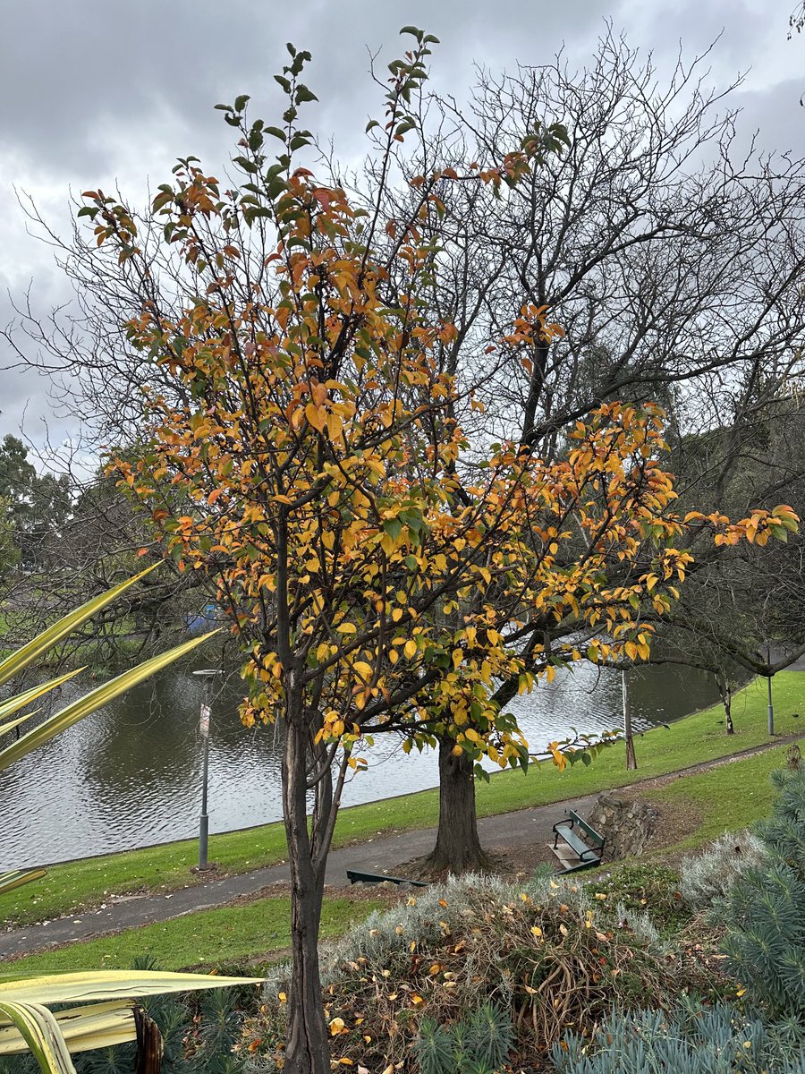 Beautiful autumn in its last days 🍁🍂🍁