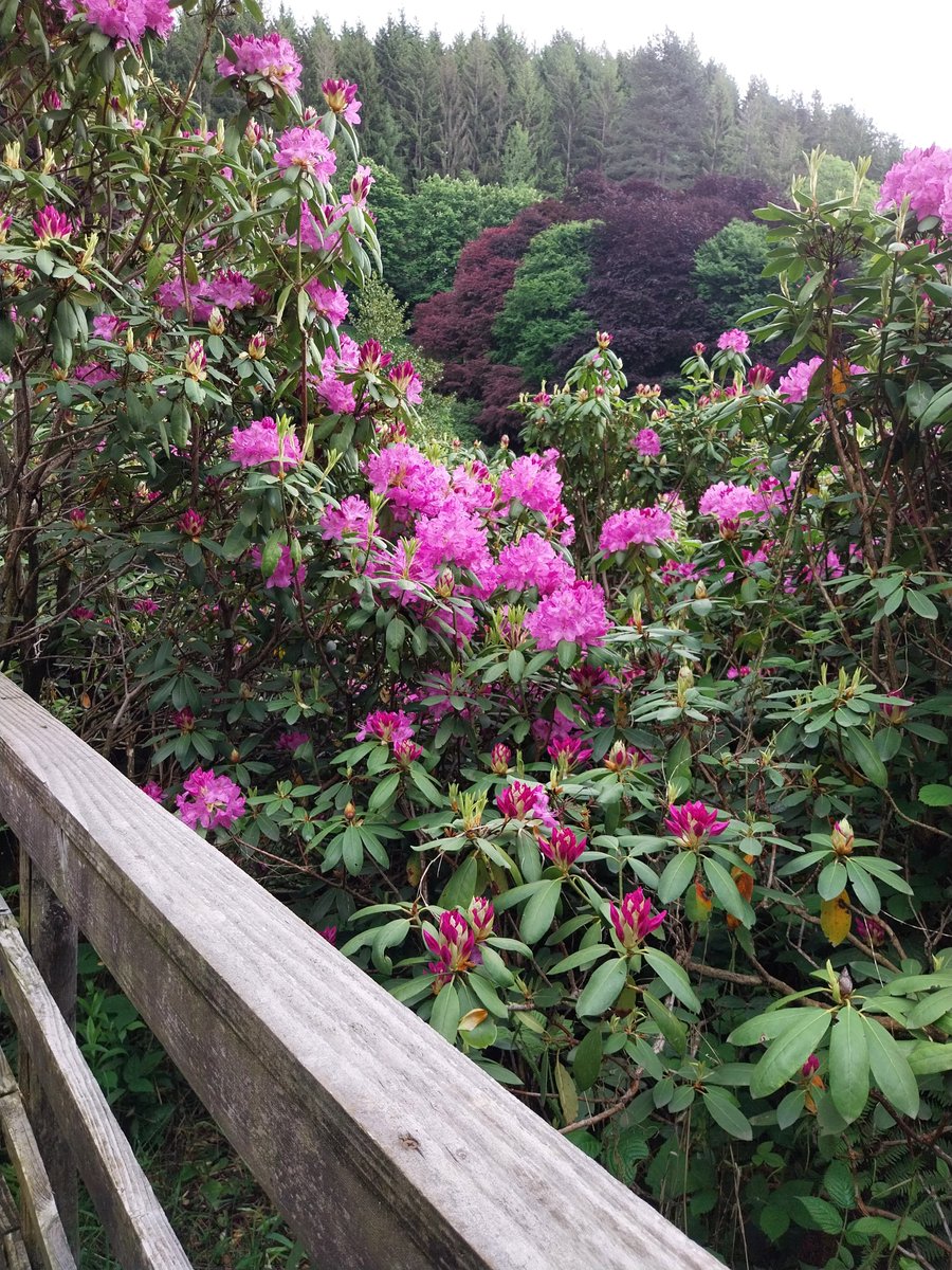 Ivana39639155's tweet photo. #rododendri #oasizegna https://t.co/9ZAXUwZCKQ