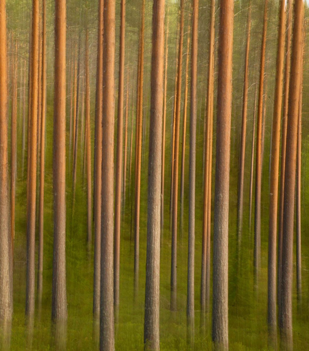 Art photo for today! 🌲🌲
#kangasmetsä #icm #icmphotography #icmphotos #creativephotography
#trees #forest #mäntymetsä #suomi #finland #tallar #forestphotography #naturephotography #amazingnature #ähtäri #naturephoto #skog #metsä #amazing_shots #movingforest #movementphotography